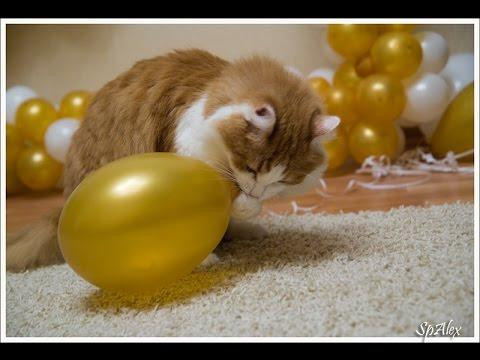 Н. Пикулева. &laquo;Надувала кошка шар...&raquo; 3