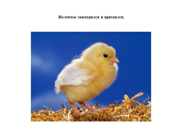 Г. Балл. &laquo;Желтячок&raquo; 7