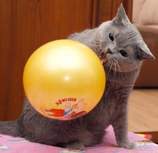 Н. Пикулева. &laquo;Надувала кошка шар...&raquo; 1