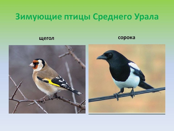 Птицы на среднем урале фото с названием и описанием
