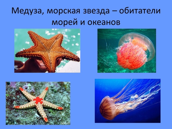 Презентация морские обитатели старшая группа
