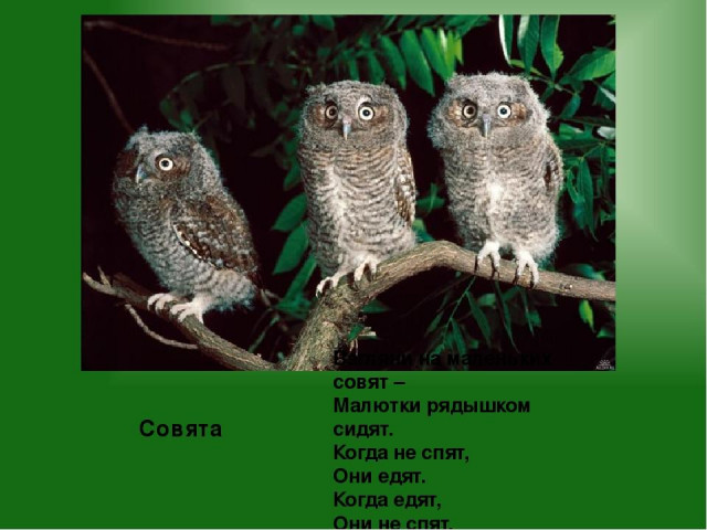 С. Маршак &laquo;Совята&raquo; 2